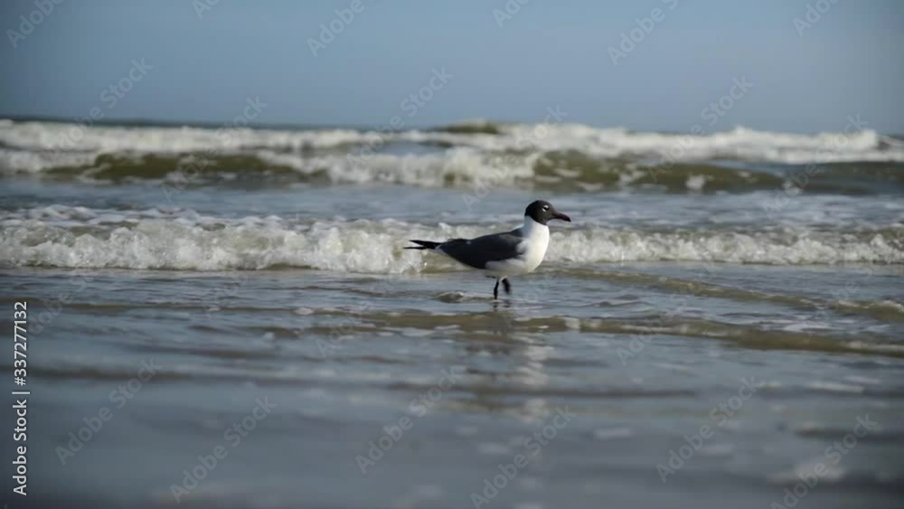 Seagull Walking on the Sand at a Beach Seagull Walking on the Sand at a Beach