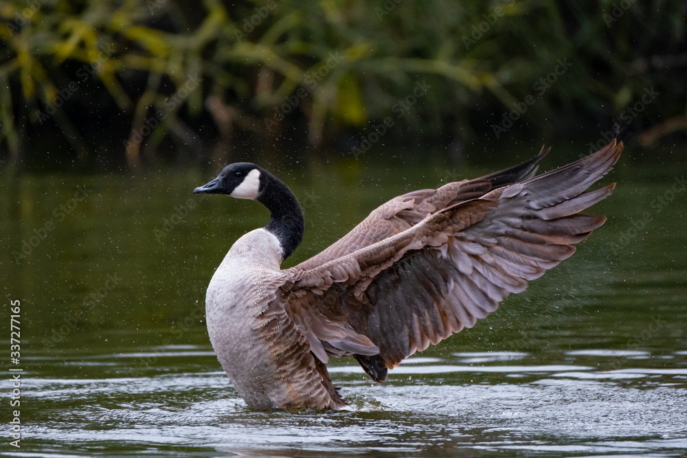 Eine Kanadagans beim Schwingenschlagen nach der Gefiederpflege