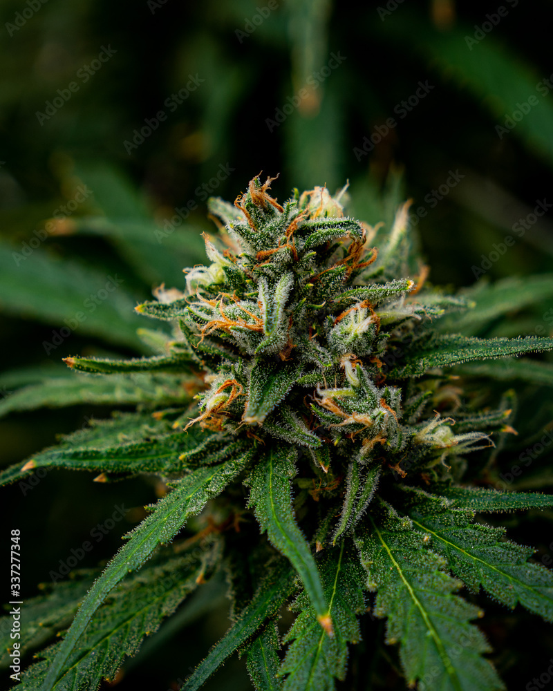 cannabis marijuana plant farm