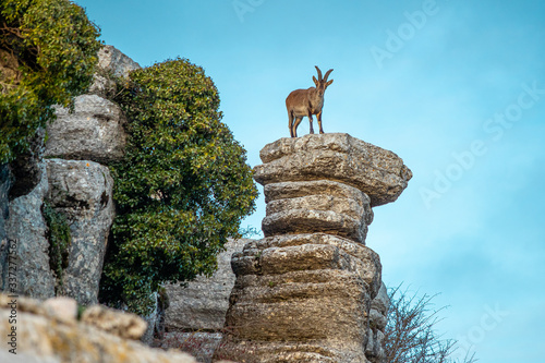 mountain goat in El Torcal De Antequera . This natural park is located near Antequera. Spain. photo