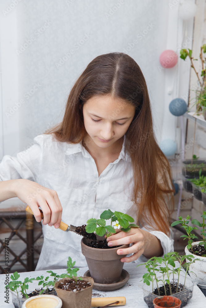 Child cultivates the land around the plant. School environmental education. Earth day concept. Dive flower sprouts into individual pots. Sprout transplant. Springtime, gardening on balcony. Child cultivates the land around the plant. School environmental education. Earth day concept. Dive flower sprouts into individual pots. Sprout transplant. Springtime, gardening on balcony.