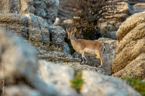 mountain goat in El Torcal De Antequera . This natural park is located near Antequera. Spain.