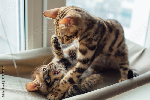 Two cute bengal kittens gold and chorocoal color laying on the cat's window bed playing and fighting.