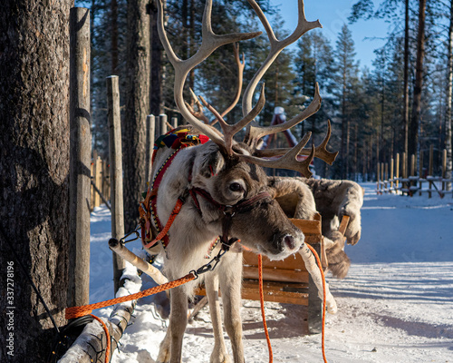 Obraz na płótnie reindeer at Santa Claus village in Rovaniemi
