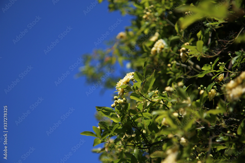 Arbusto di rosa rampicante, in primavera, con fiori giallo pallido a mazzetti appena sbocciati, che si stagliano sull’azzurro intenso del cielo, primo piano Arbusto di rosa rampicante, in primavera, con fiori giallo pallido a mazzetti appena sbocciati, che si stagliano sull’azzurro intenso del cielo, primo piano