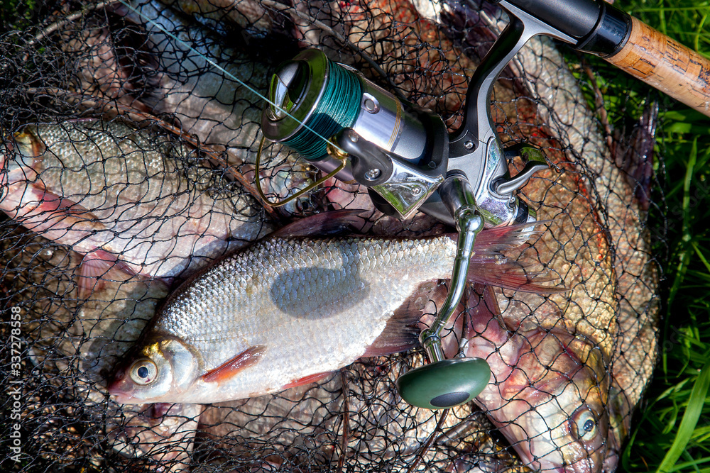Single freshwater white bream or silver bream on keepnet with bronze breams or carp breams on green grass and fishing rod with reel on natural background.. Single freshwater white bream or silver bream on keepnet with bronze breams or carp breams on green grass and fishing rod with reel on natural background..