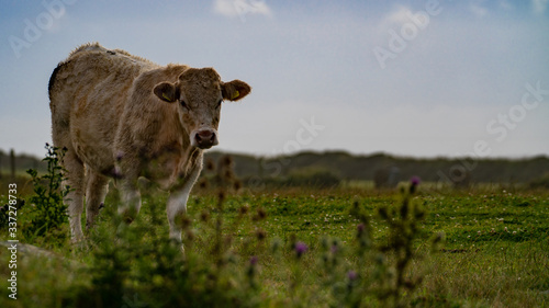 Curious Cow