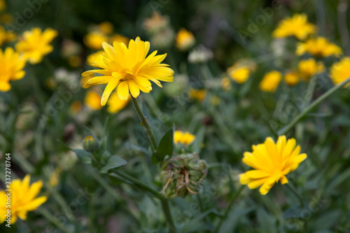 Calendula blooming in the garden. Yellow flowers and green leaves.  .