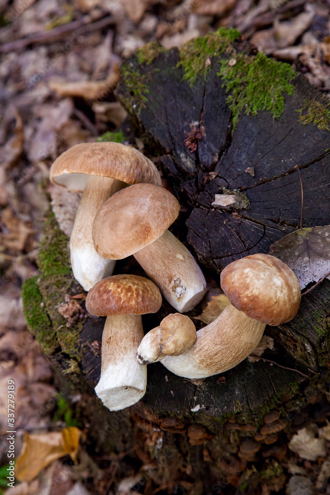 Several boletus mushroom in the wild. Porcini mushroom (Boletus aereus) on old fungy hemp in forest at autumn season.. Several boletus mushroom in the wild. Porcini mushroom (Boletus aereus) on old fungy hemp in forest at autumn season..