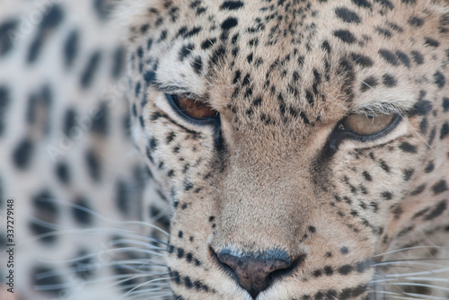 leopardo muso photo