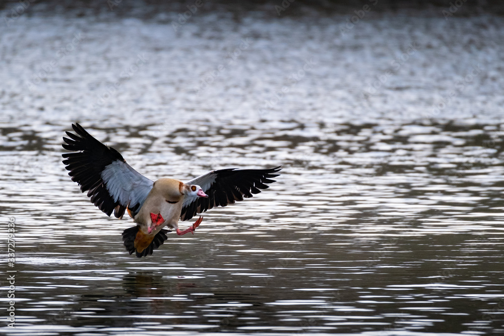 Eine Nilgans bei der Landung auf einem Gewässer Eine Nilgans bei der Landung auf einem Gewässer