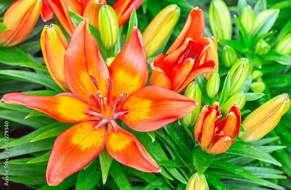 Orange Lily flower (Lilium hybrids). Orange Lily flower (Lilium hybrids).