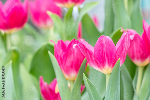 Blur background of pink tulip flower.