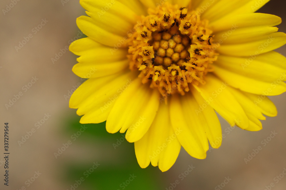 A photograph of a flower with yellow petals. A photograph of a flower with yellow petals.
