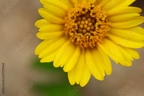 A photograph of a flower with yellow petals.