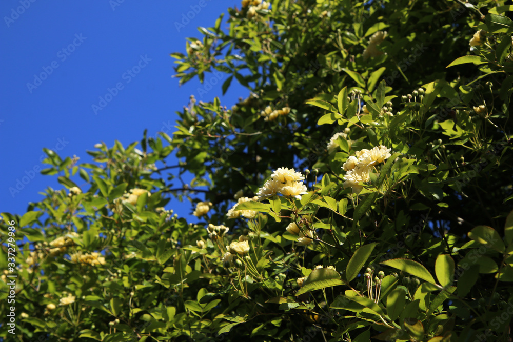 Arbusto di rosa rampicante, in primavera, con fiori giallo pallido a mazzetti appena sbocciati, che si stagliano sull’azzurro intenso del cielo, primo piano Arbusto di rosa rampicante, in primavera, con fiori giallo pallido a mazzetti appena sbocciati, che si stagliano sull’azzurro intenso del cielo, primo piano