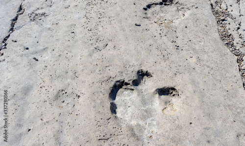 Koytendag Dinosaur Footprint 