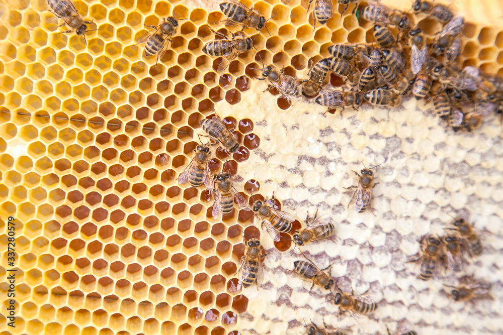 Close up view of working bees on honeycomb with sweet honey.. Close up view of working bees on honeycomb with sweet honey..