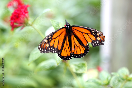 Monarch butterfly closeup feeding on red pentas flower plants © lightrapture