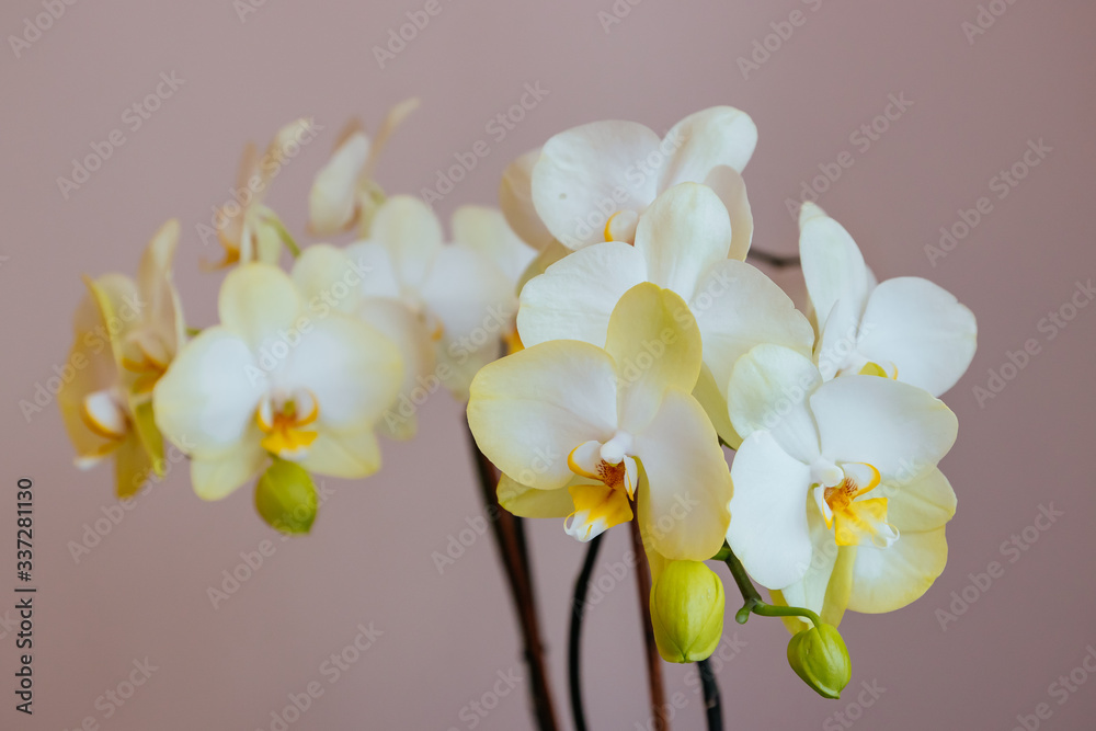 Fototapeta premium Beautiful bright orchid flower - gorgeous house plant