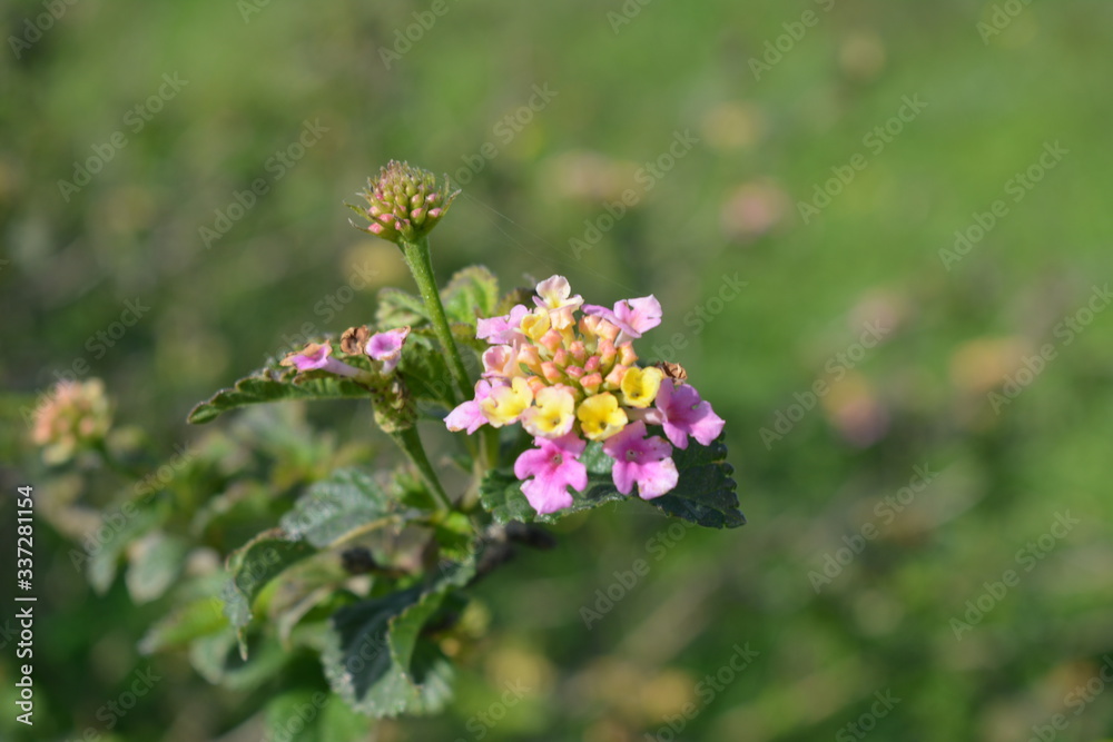 bee on a flower bee on a flower