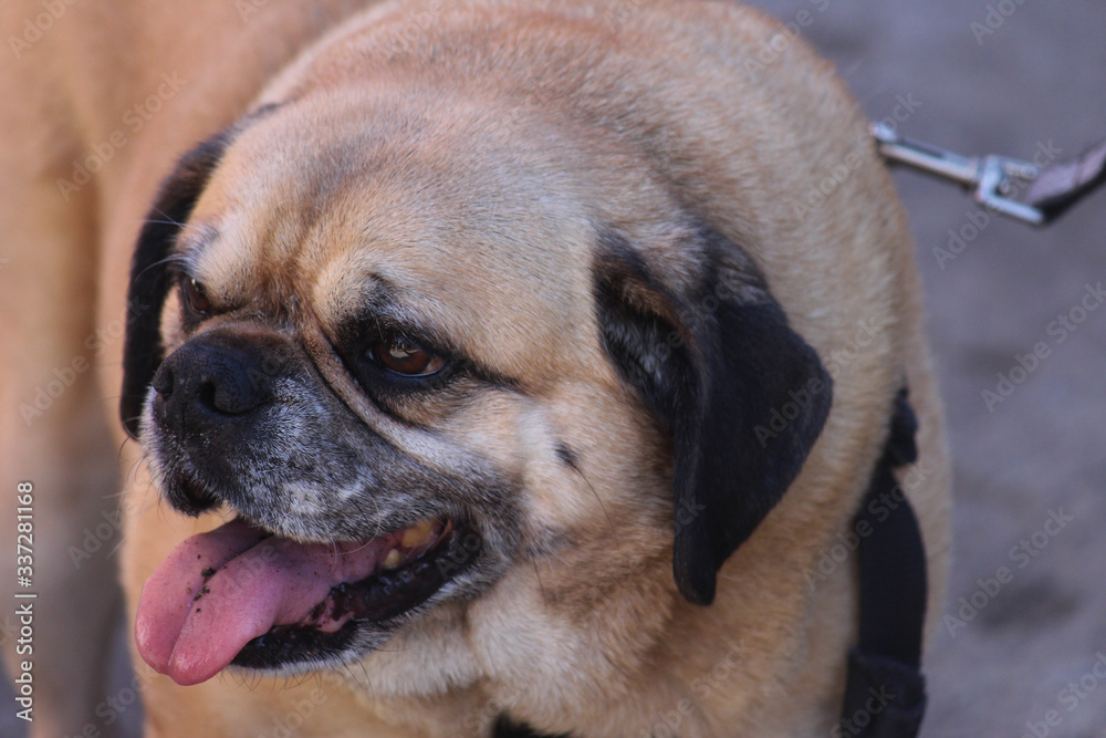 Pug dog with its tongue hanging out being walked at a street fair