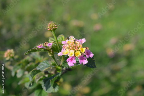 bee on a flower