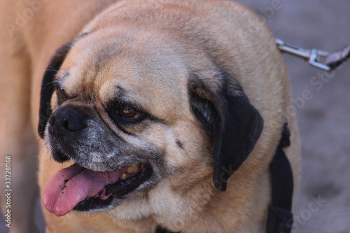 Pug dog with its tongue hanging out being walked at a street fair