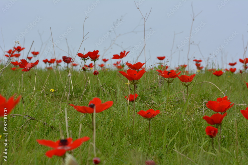 Obraz premium field of red poppies