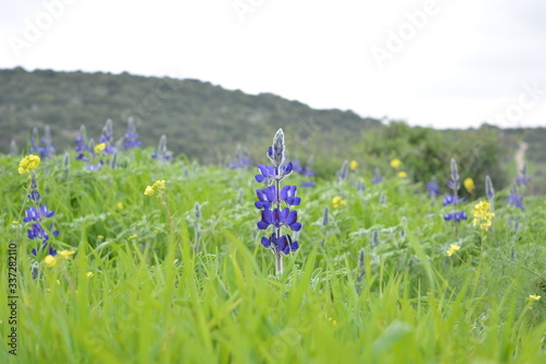 blue flowers in the field