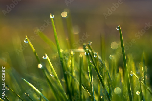 Fototapeta Naklejka Na Ścianę i Meble -  Grass with dew drops close-up and beautiful bokeh, background.