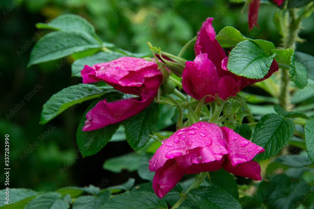 park rose in rain drops park rose in rain drops