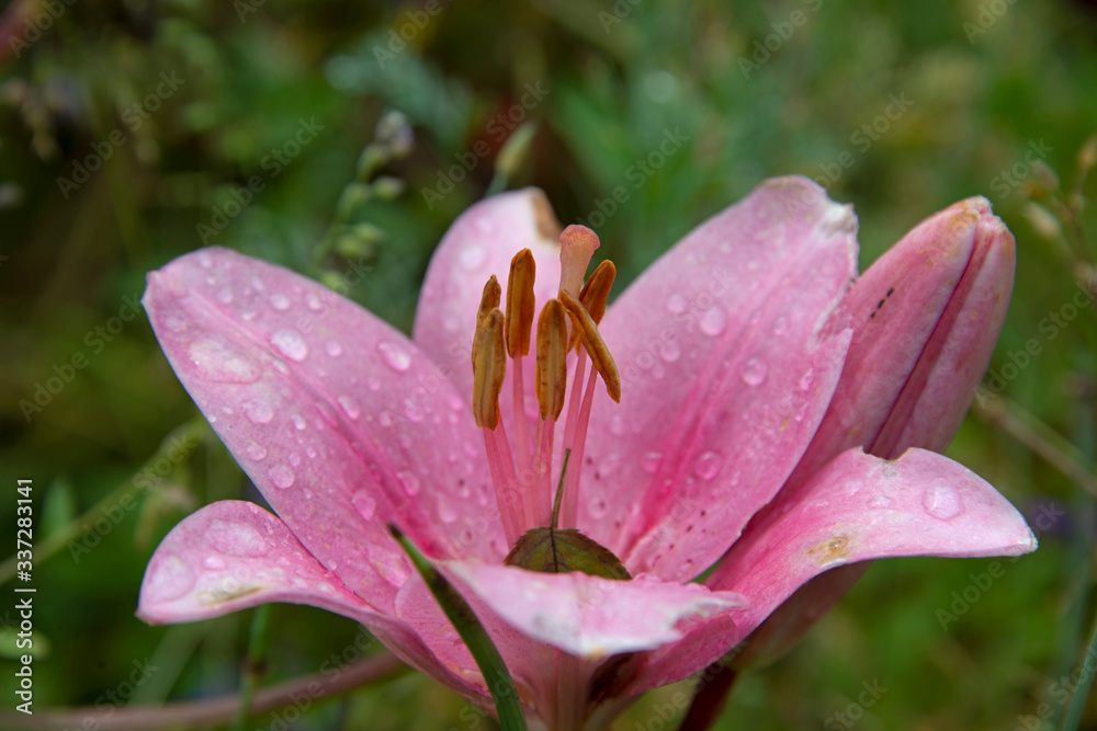 pink lily in rain drops