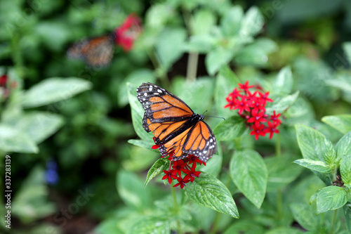beautiful monarch butterfly feeding on red pentas flowers plants © lightrapture