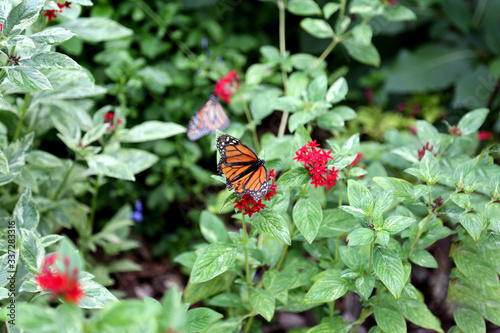 beautiful monarch butterfly feeding on red pentas flowers plants