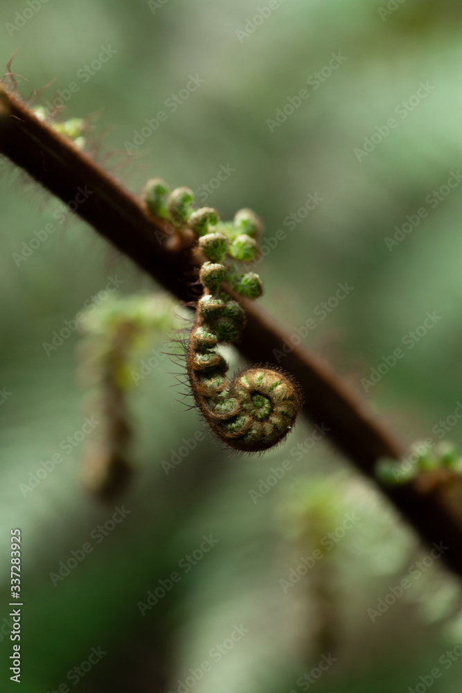 A part of silver fern in rain forest in New Zealand. A part of silver fern in rain forest in New Zealand.