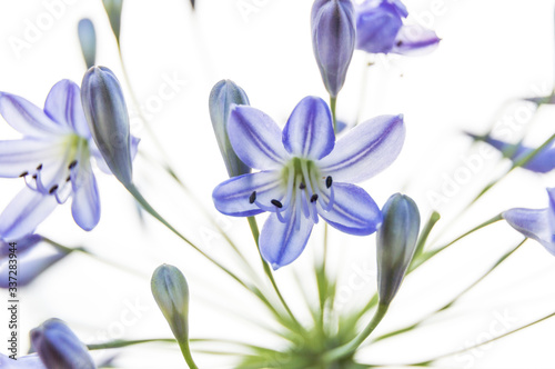 Alpine squill with white background Scilla bifolia