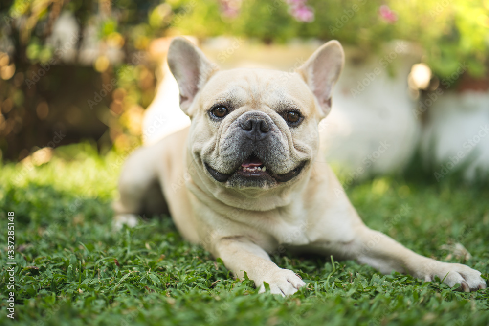 Cute french bulldog lying on grass in garden.