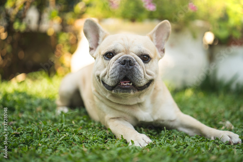 Cute french bulldog lying on grass in garden. © tienuskin