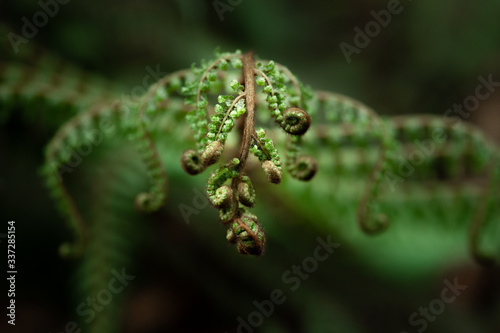 A part of silver fern in rain forest in New Zealand.