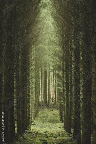An alley in the forest
