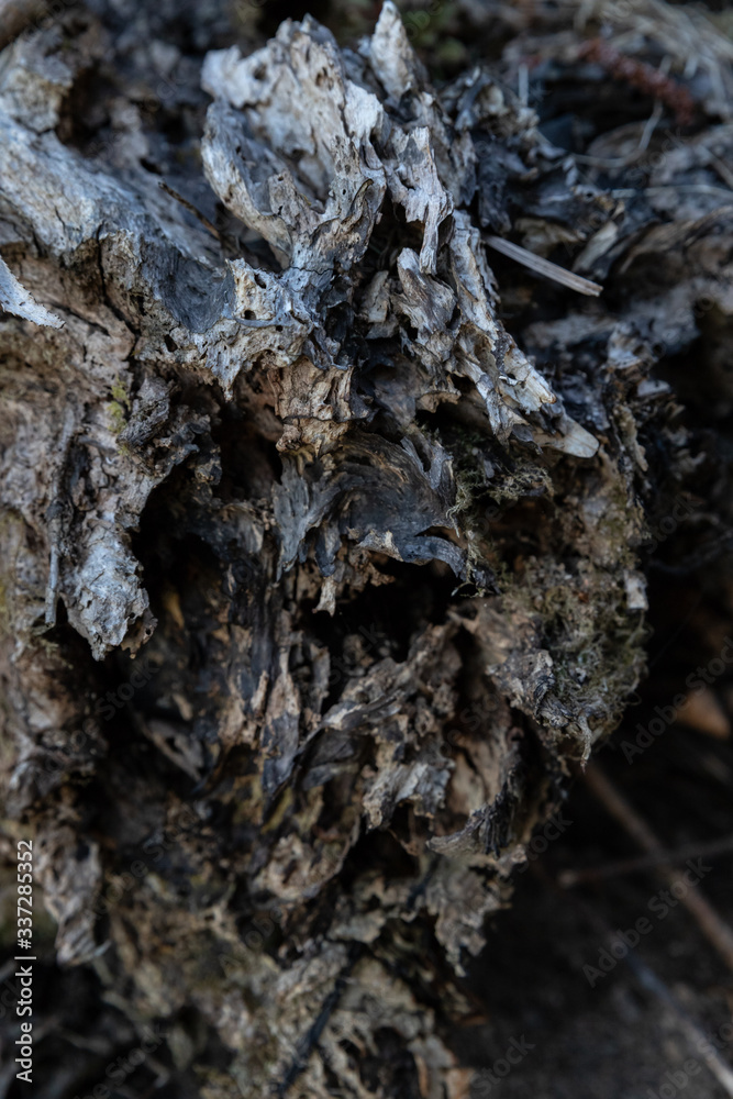 tree bark texture tree bark texture