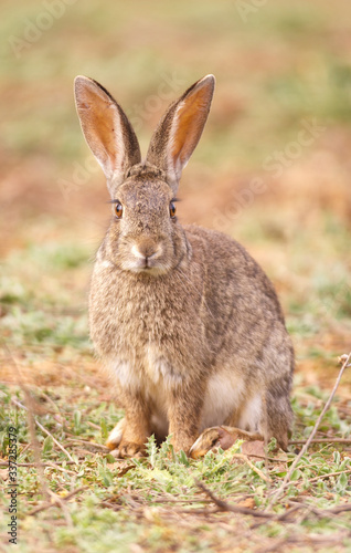 mirada frontal conejo