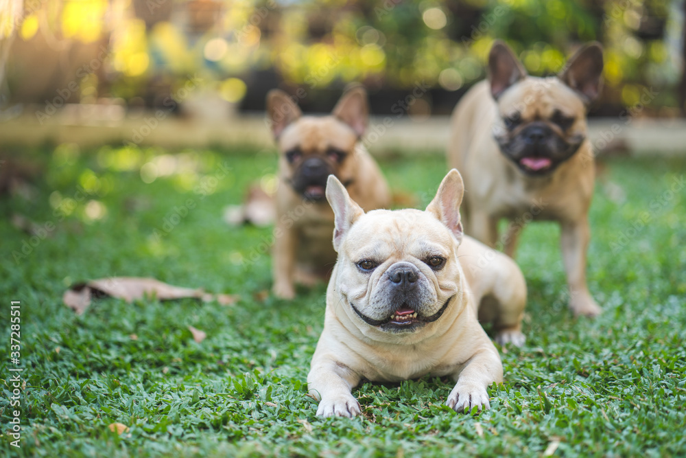 Fototapeta premium Smiling french bulldogs lying on grass at backyard.