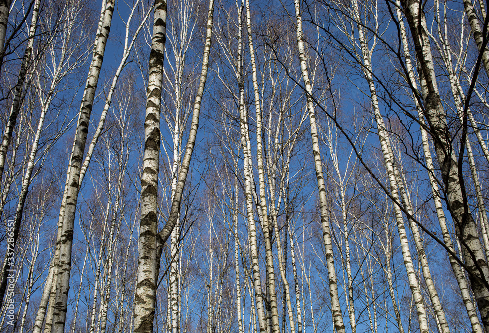 Obraz premium birch grove in early spring