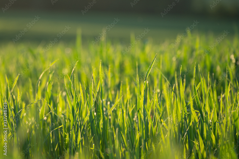 Young Fresh shoots of wheat on the field