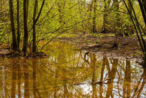 Natural swampy forest  primeval forest in Germany  trees in the swamp  water  mud
