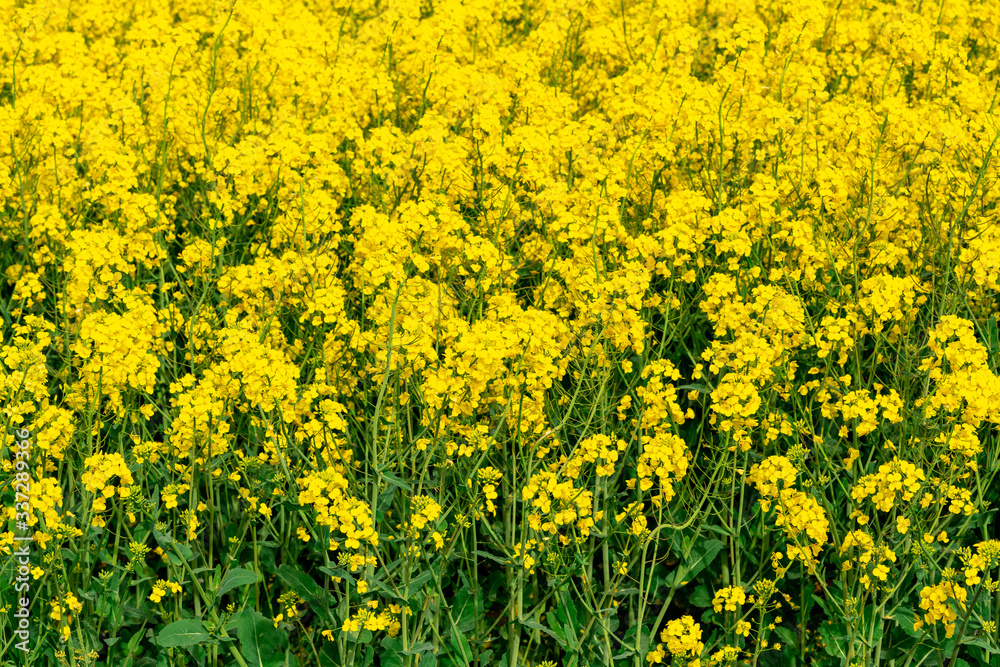 Yellow crop of canola oil tree grown as a healthy cooking oil or conversion to biodiesel as an alternative to fossil fuels.