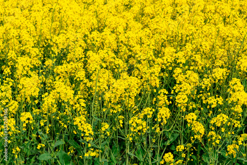 Yellow crop of canola oil tree grown as a healthy cooking oil or conversion to biodiesel as an alternative to fossil fuels. © tonklafoto