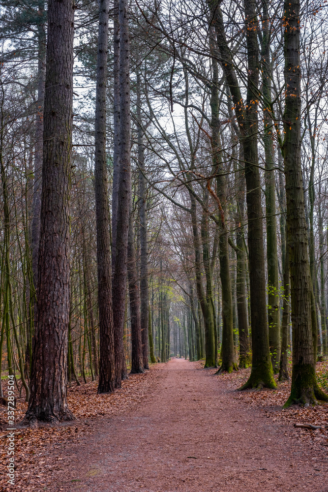 Fototapeta premium Wanderweg im Laubwald